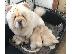 PoulaTo: chow chow na prodaju.
